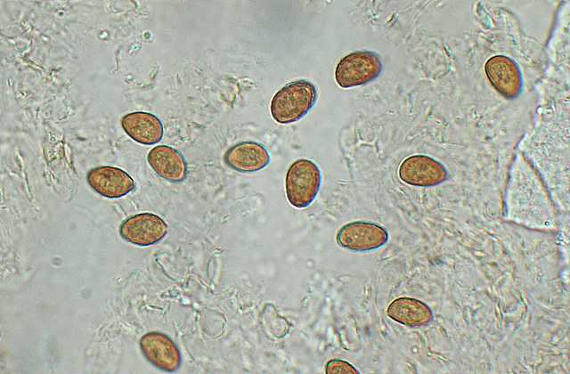 Galerina spec. Cod.DSCN 9149